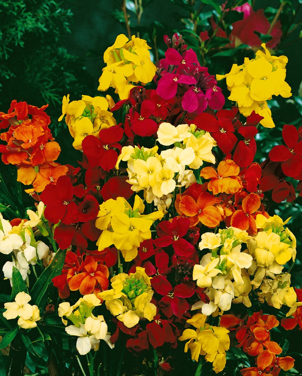 Erysimum cheiri mixed