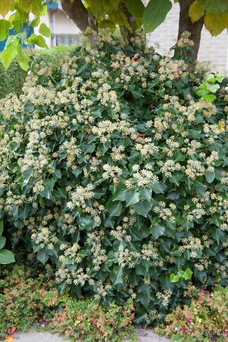 Hedera helix Arborescens