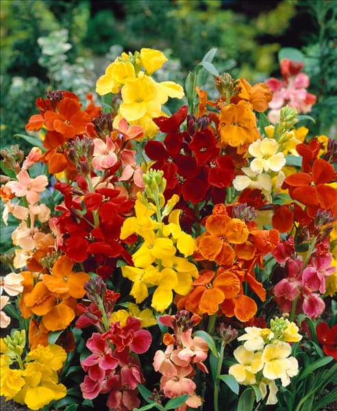 Erysimum cheiri mixed