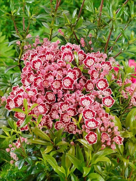Kalmia latifolia Minuet