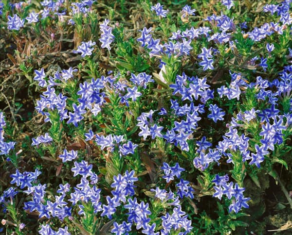 Lithodora diffusa Star