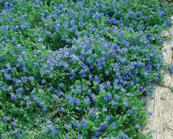 Lithodora diffusa Heavenly Blue