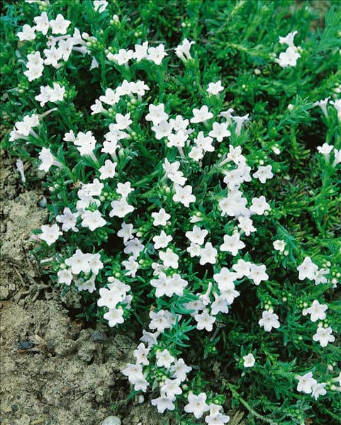 Lithodora diffusa Alba