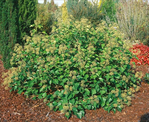HEDERA HELIX ARBORESCENS