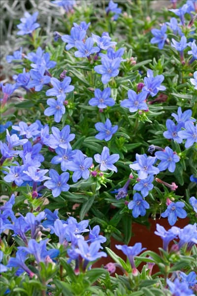 Lithodora diffusa Heavenly Blue