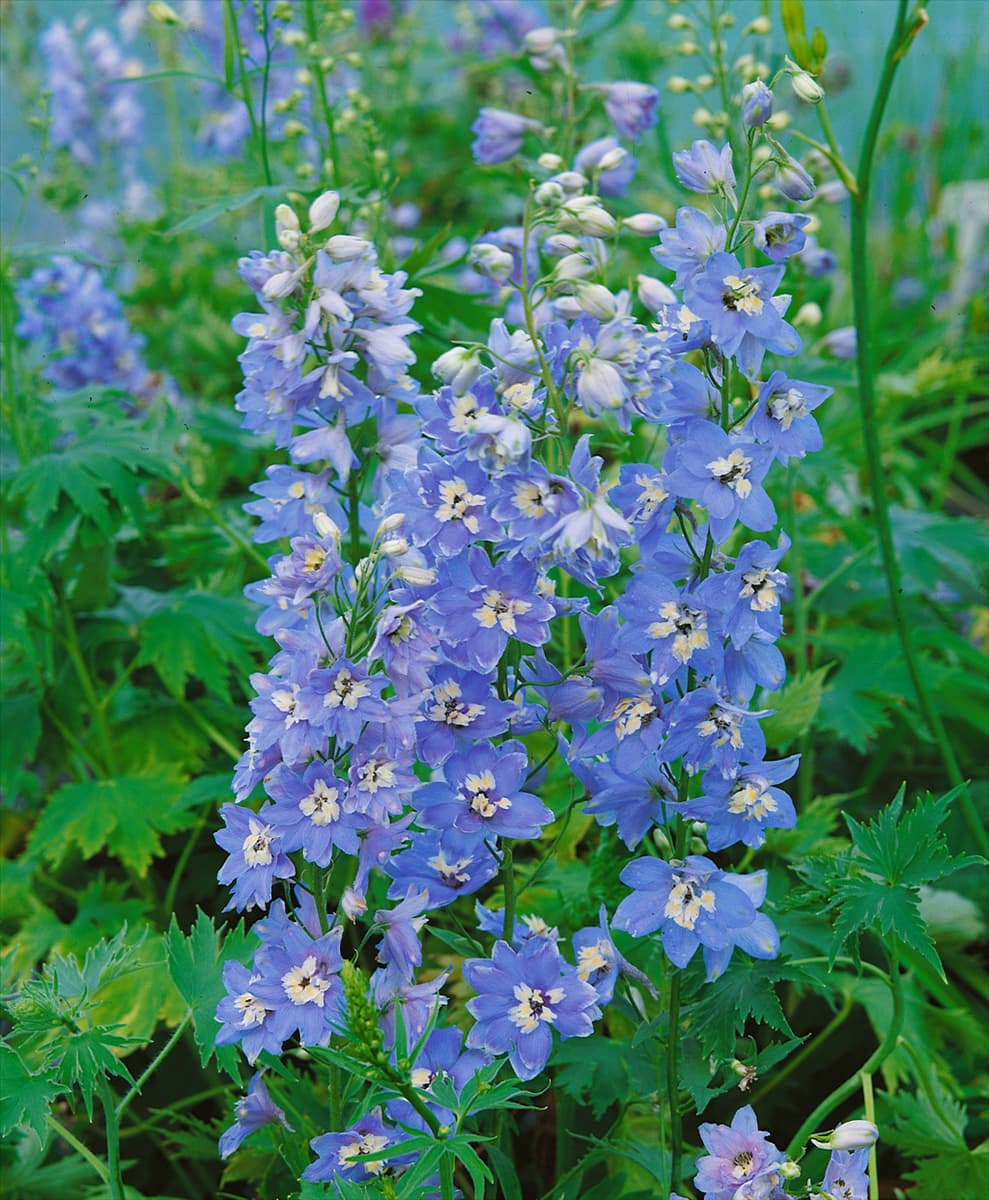 DELPHINIUM SUMMER SKIES