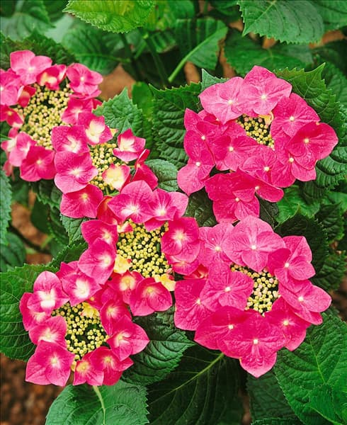 Hydrangea macrophylla Fasan