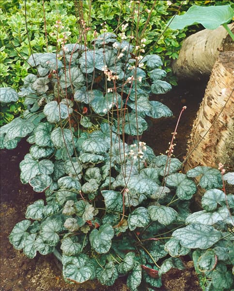 Heuchera Pewter Moon