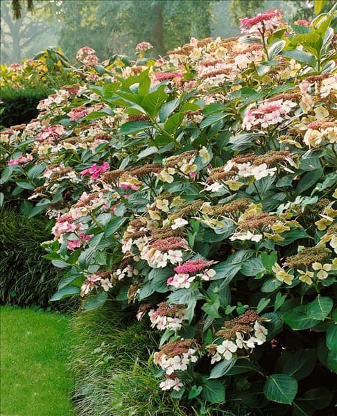 Hydrangea Teller