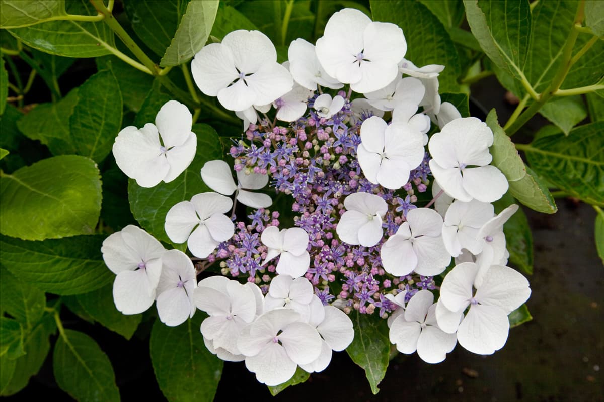 Hydrangea macrophylla Libelle