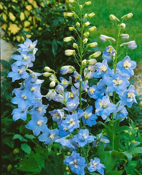 DELPHINIUM SUMMER SKIES