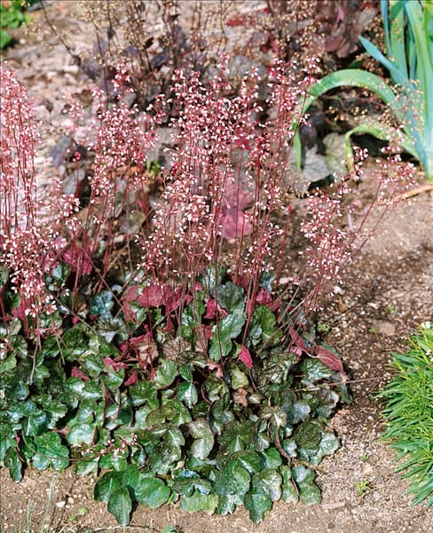 Heuchera Pewter Moon