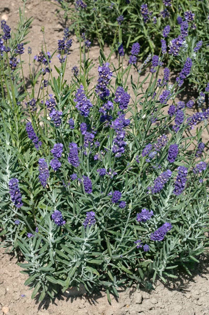 Lavandula x intermedia Provence