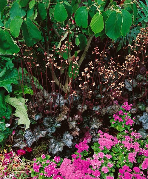 Heuchera Pewter Moon