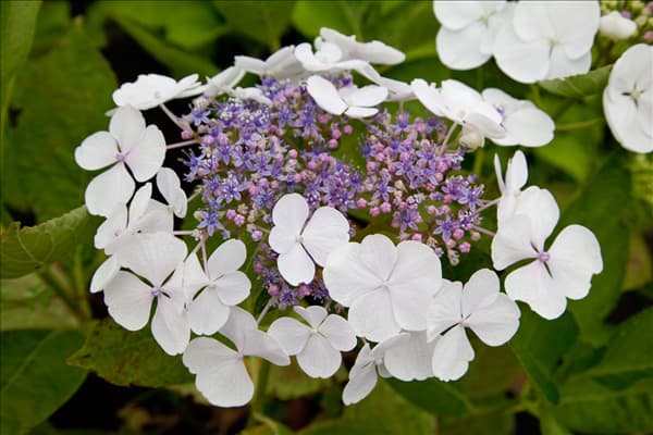 Hydrangea macrophylla Libelle