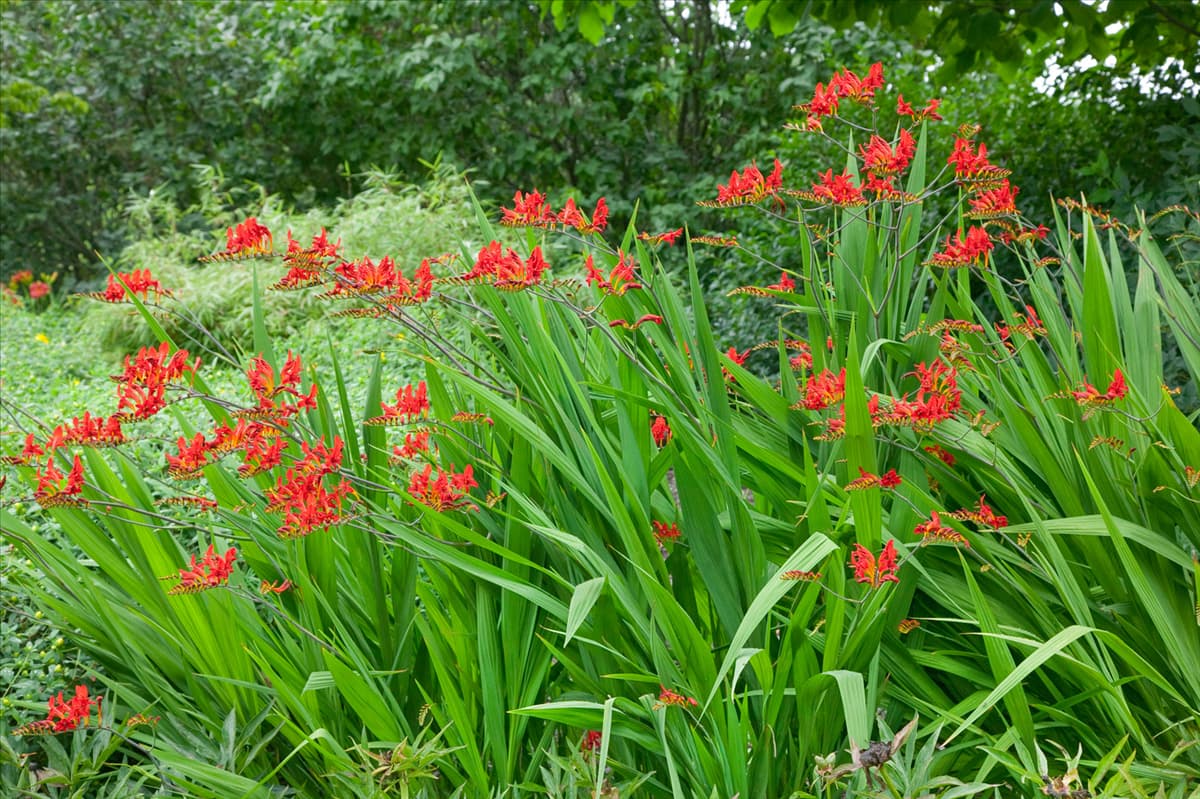 Crocosmia x crocosmiiflora Lucifer