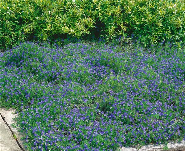 Lithodora diffusa Heavenly Blue