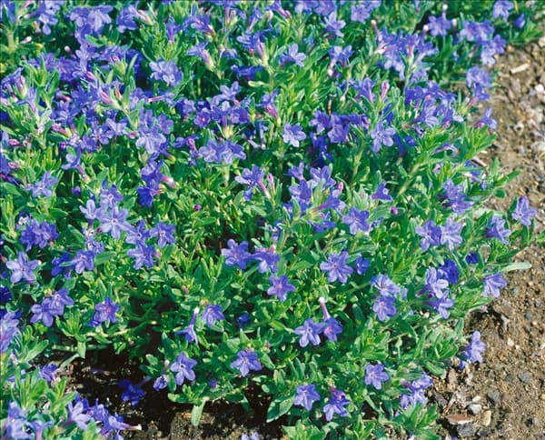 Lithodora diffusa Heavenly Blue