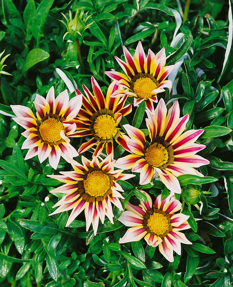 Gazania Daybreak Rose Stripe