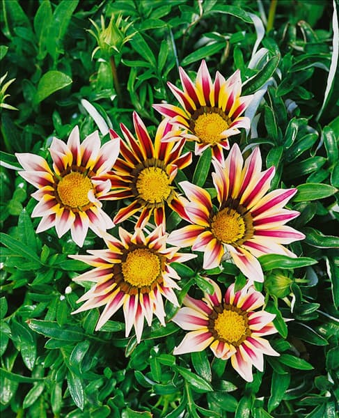 Gazania 'Daybreak'