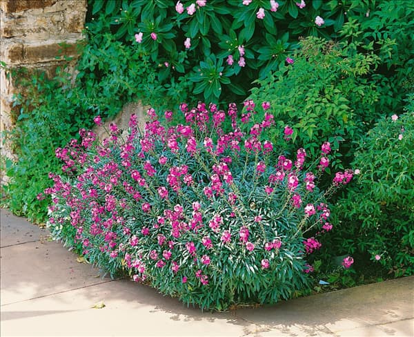 Erysimum Bowles Mauve