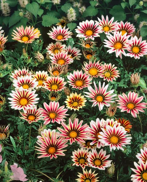 GAZANIA Daybreak Rose Stripe
