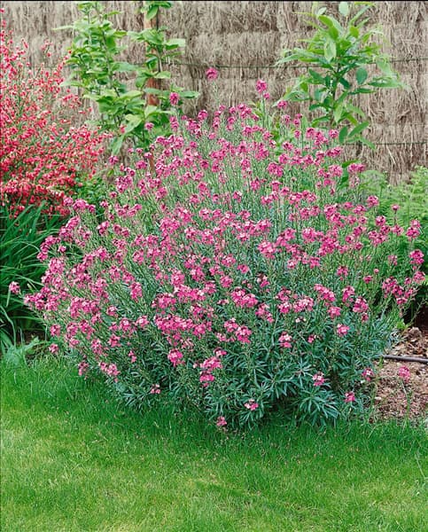 Erysimum Bowles Mauve