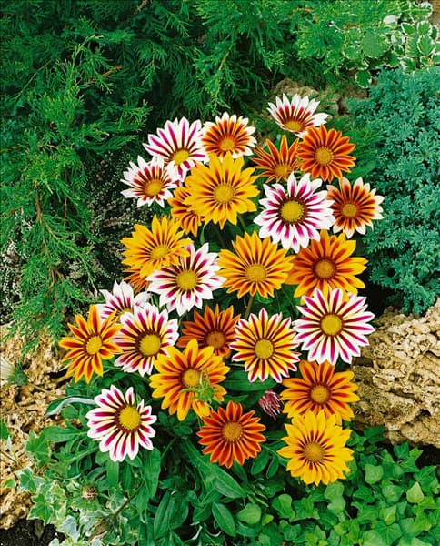 Gazania  Daybreak Tiger Striped Mixed