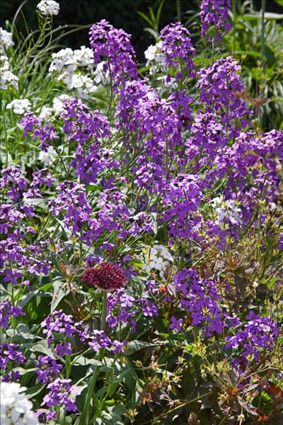 Erysimum Bowles Mauve