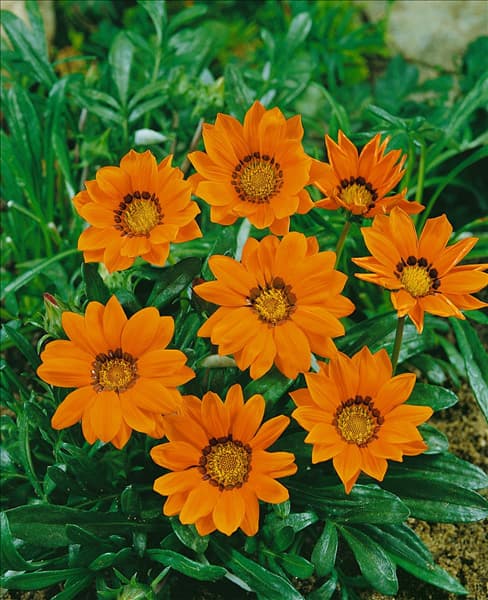 Gazania Daybreak