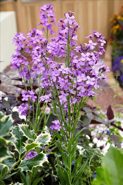 Erysimum Bowles Mauve