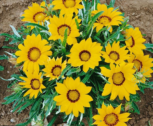 GAZANIA DAYBREAK