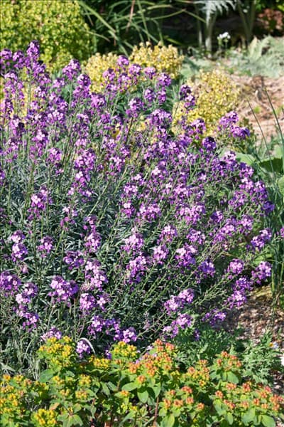 Erysimum Bowles Mauve