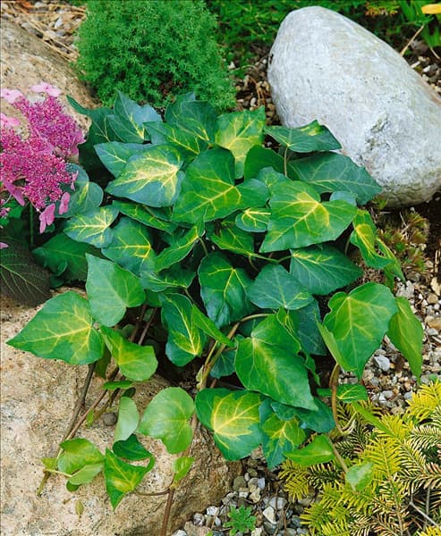 Hedera colchica 'Sulphur Heart'