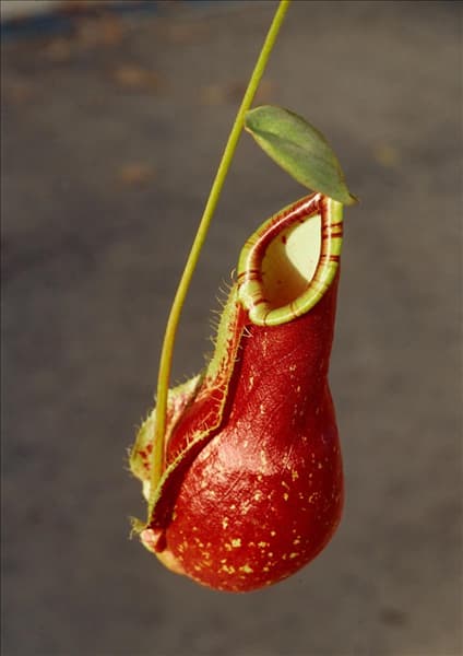 Nepenthes x coccinea