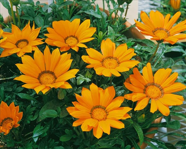 GAZANIA Daybreak Bright Orange