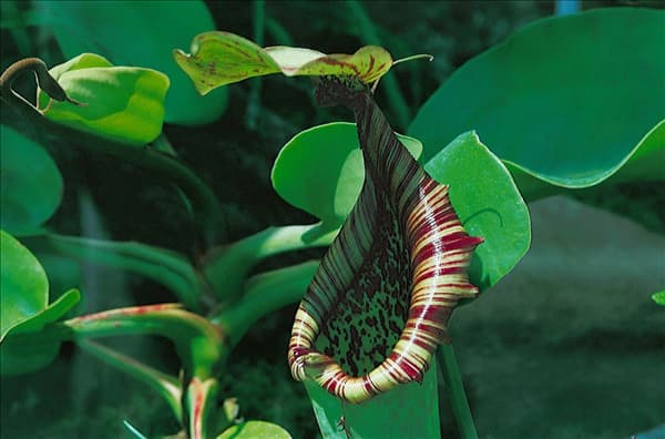 Nepenthes truncata