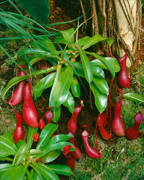 Nepenthes alata