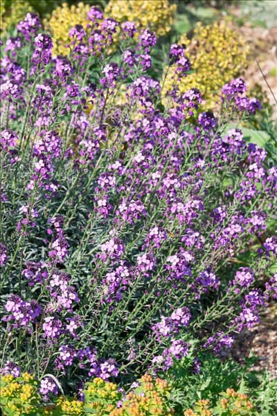 Erysimum Bowles Mauve