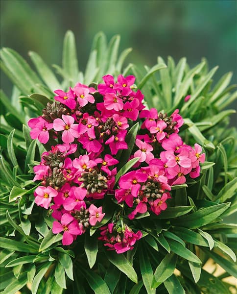 Erysimum Bowles Mauve