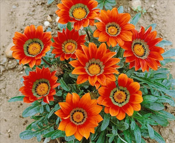 GAZANIA Daybreak Bronze