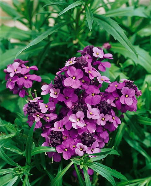 Erysimum Bowles Mauve