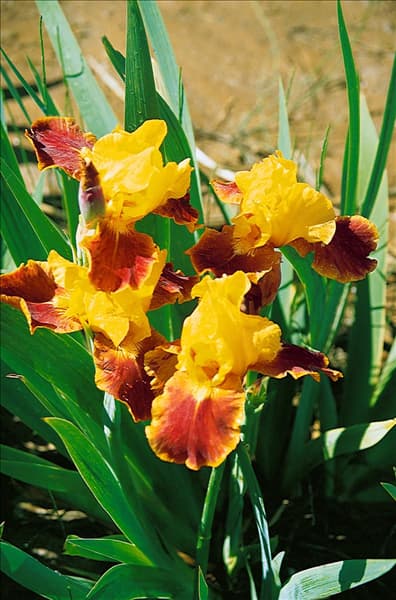Iris germanica Fireburg