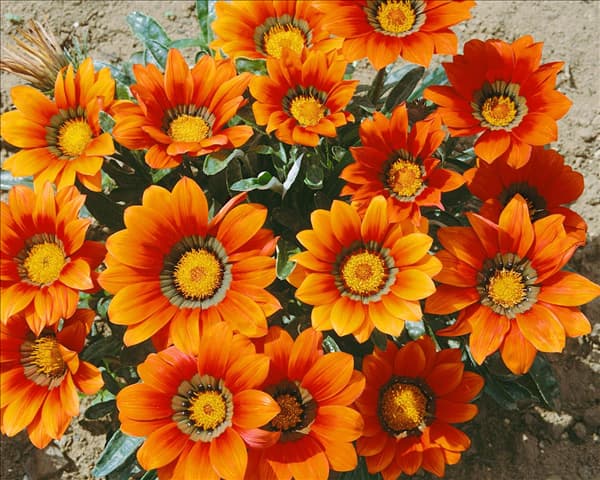 Gazania Daybreak Bronze
