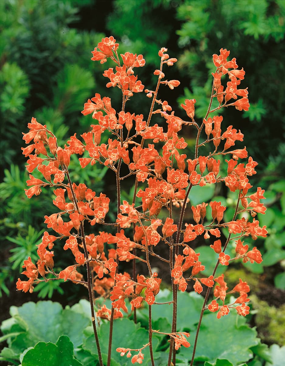 Heuchera Leuchtkäfer