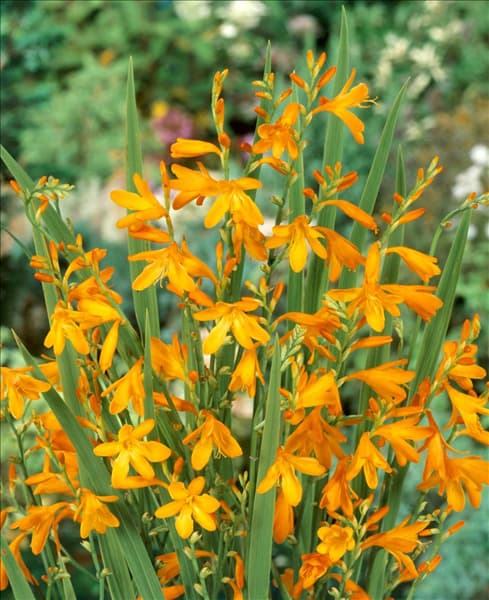 Crocosmia x crocosmiiflora 'Sunglow'