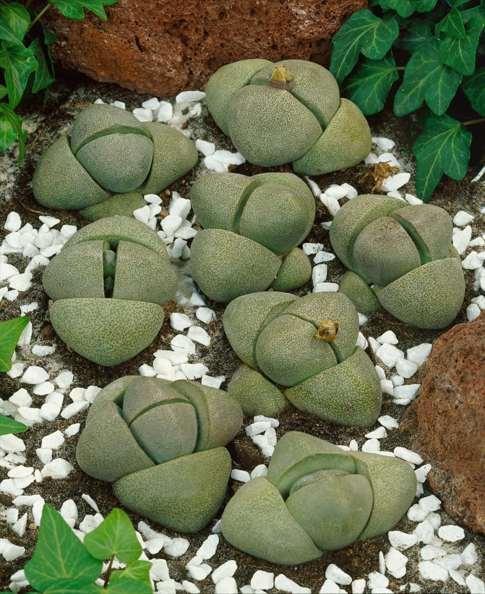 Lithops