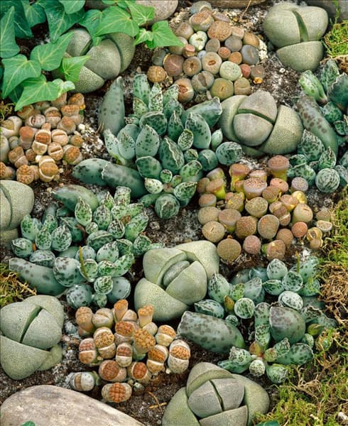 Lithops mixed