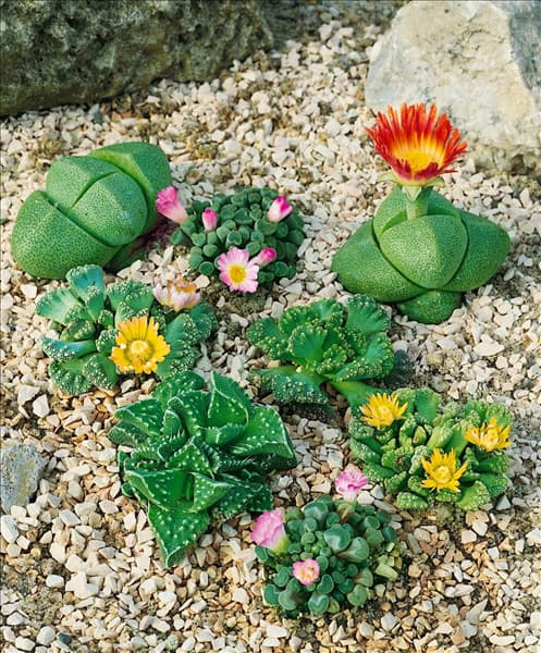 LITHOPS MIXED LIVINGS STONES