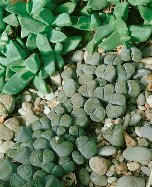 LITHOPS